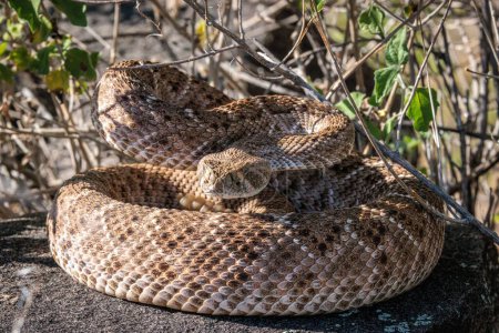 Photo for A selective focus of a Western diamondback rattlesnake on the ground with a blurry background - Royalty Free Image
