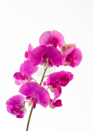 Photo for A closeup shot of sweet peas isolated on a white background - Royalty Free Image