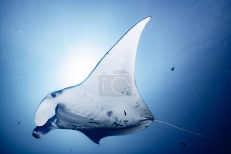 Foto de Una hermosa toma de un rayo de manta de arrecife nadando en el agua azul brillante - Imagen libre de derechos