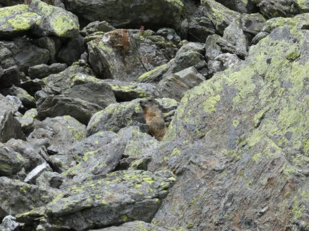 Photo for Marmot between mossy rock formation - Royalty Free Image