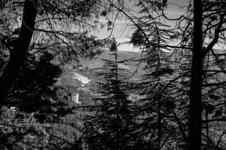 Téléchargez les photos : Une vue en niveaux de gris des arbres contre un paysage à Moliterno dans le sud de l'Italie - en image libre de droit