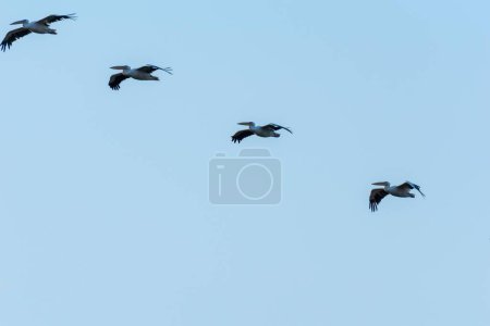 Téléchargez les photos : Un plan à angle bas d'un troupeau de pélicans volant dans les airs contre un ciel bleu par une journée ensoleillée - en image libre de droit