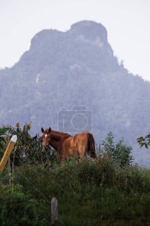 Foto de Un tiro vertical de un caballo marrón en un campo con una colina en el fondo - Imagen libre de derechos