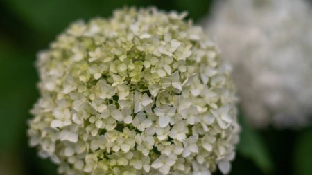 Photo for A closeup of Smooth hydrangea growing outdoors - Royalty Free Image