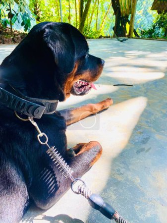 Photo for A vertical close-up view of a Rottweiler resting under the sunlight while being tied - Royalty Free Image
