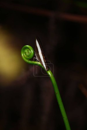 Téléchargez les photos : Une macro-photo verticale d'un Fiddlehead et d'un papillon assis sur la plante - en image libre de droit