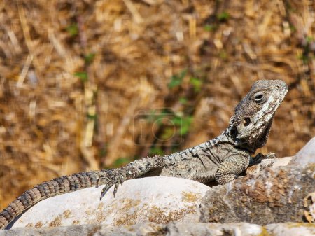 Photo for A scenic view of a starred agama standing on a rock in the wild - Royalty Free Image