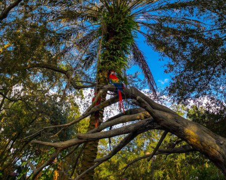 Foto de Un ángulo bajo de un guacamayo escarlata, loro Ara macao encaramado en ramas de árboles en un bosque profundo - Imagen libre de derechos