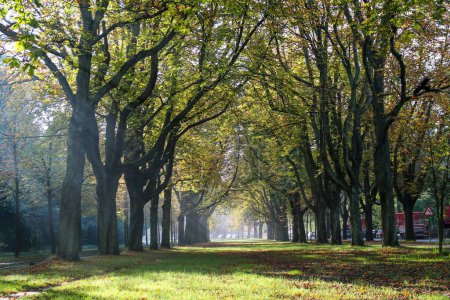 Téléchargez les photos : Une vue panoramique d'une ruelle entre les arbres verts par une journée ensoleillée dans un parc - en image libre de droit