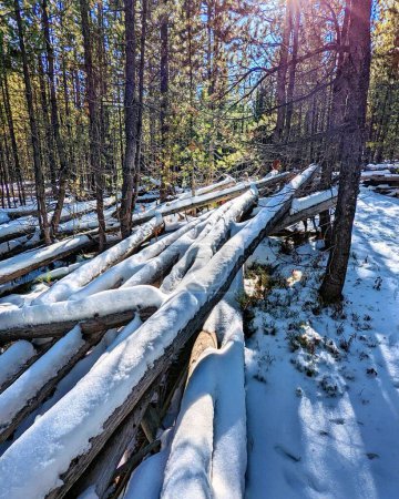 Photo for A vertical shot of a pile of tree trunks covered by snow, on a sunny day in the forest of Mount Hood, Oregon - Royalty Free Image