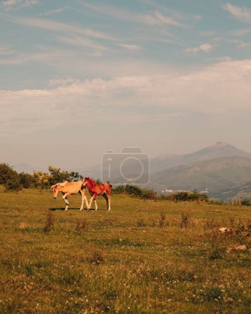Téléchargez les photos : Un superbe plan de chevaux marchant sur une prairie - en image libre de droit