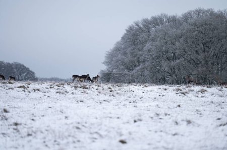 Téléchargez les photos : Un beau cliché d'un troupeau de cerfs marchant sur un champ de neige en hiver - en image libre de droit