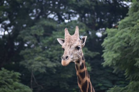 Téléchargez les photos : Un portrait de girafe drôle pâturage à l'extérieur - en image libre de droit
