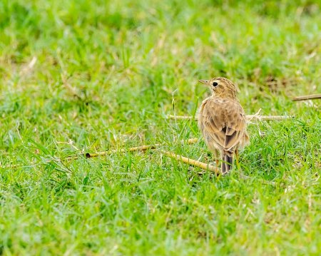 Photo for A closeup of a cute Pipit perched on the grass in a field during the daytime - Royalty Free Image