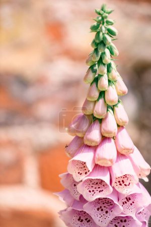 Téléchargez les photos : Un plan vertical d'une plante de fleurs de Foxgloves - en image libre de droit