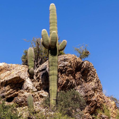 Foto de Una hermosa toma de un hermoso cactus Saguaro en el desierto de Arizona en un día soleado - Imagen libre de derechos