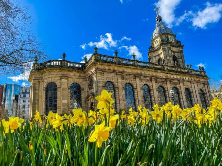 A closeup of daffodils with St. Philip's Cathedral in the background. Birmingham, England, UK.