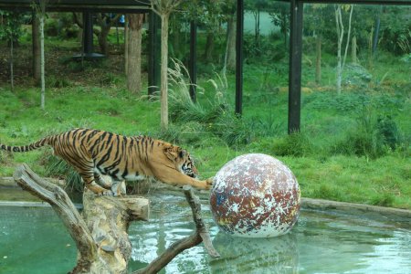 Téléchargez les photos : Un tigre dans une cage de zoo jouant avec une grosse boule dans un étang d'eau entouré de plantes vertes - en image libre de droit