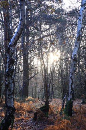 Téléchargez les photos : Une belle vue sur le parc Sutton capturé au lever du soleil à Birmingham, Royaume-Uni - en image libre de droit