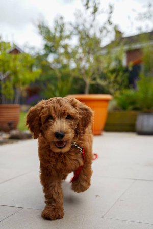 Photo for A vertical view of a Goldendoodle puppy coming closer with the red leash attached to its collar - Royalty Free Image