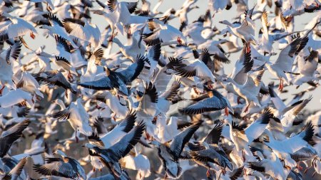 Téléchargez les photos : Un beau cliché d'un groupe d'oiseaux qui migrent avec le soleil qui brille sur eux en volant - en image libre de droit