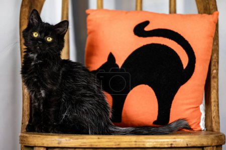 Photo for A black kitten in front of an orange pillow with cat silhouette - Royalty Free Image