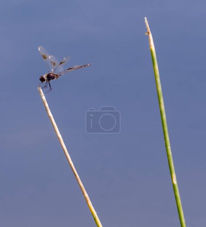 Photo for A vertical closeup of a vagrant darter on a plant - Royalty Free Image