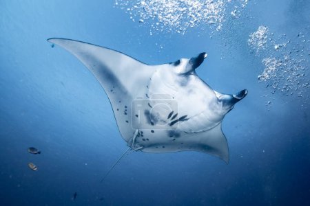 Photo for A white Reef manta ray swimming in the deep underwater - Royalty Free Image