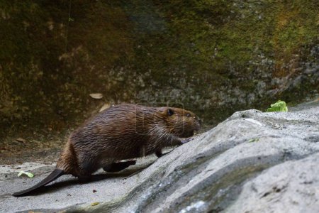 Téléchargez les photos : Un castor brun foncé humide rampant sur des rochers près d'un lac - en image libre de droit