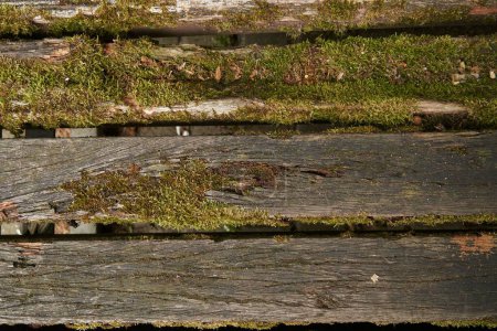 Foto de Un primer plano de tablones de madera cubiertos de musgo verde - Imagen libre de derechos