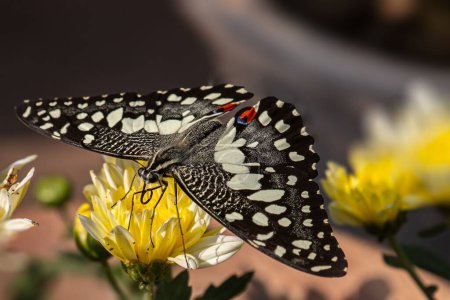 Foto de Vista superior del primer plano de una mariposa de lima, Papilio demoleus sentado en una planta con flores de dalia - Imagen libre de derechos