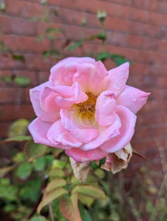 Téléchargez les photos : Plan rapproché d'une fleur rose sur fond doux et flou - en image libre de droit