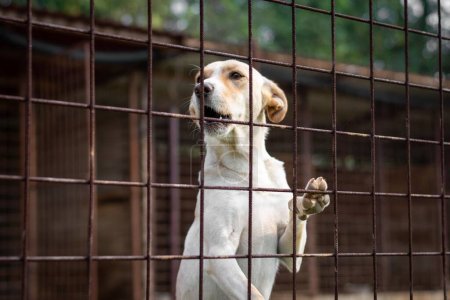 Foto de Un primer plano de un perro de raza aspin detrás de una valla en un refugio de animales - Imagen libre de derechos
