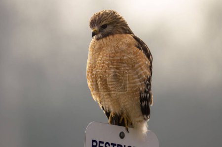 Foto de Un halcón de hombros rojos posado en un poste de madera de un signo blanco con fondo borroso - Imagen libre de derechos