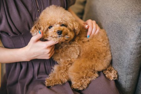 Photo for A cute fluffy toy poodle sitting on its owner's lap a gray sofa - Royalty Free Image