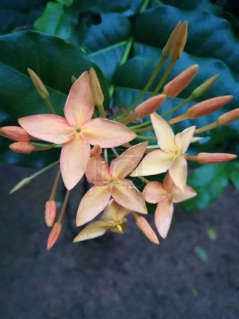 Photo for A selective focus of bunga asoka flowers - Royalty Free Image