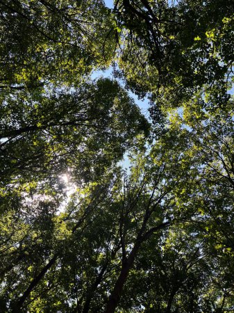 Foto de Un ángulo bajo de árboles en un parque de Berlín - Imagen libre de derechos