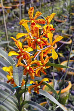Téléchargez les photos : Un plan vertical d'orchidées Mokara jaune plante de fleur sur un jardin - en image libre de droit