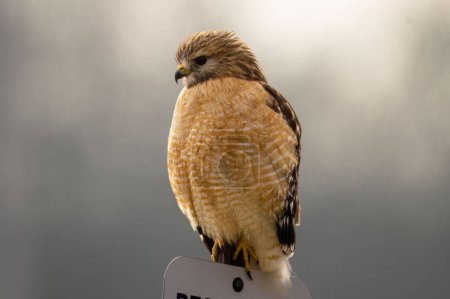 Téléchargez les photos : Un faucon à épaulettes perché sur un poteau de signalisation avec un fond flou - en image libre de droit