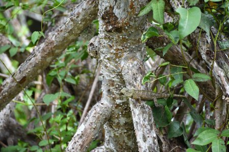 Téléchargez les photos : Gros plan d'un lézard sur une branche d'arbre dans son habitat naturel - en image libre de droit