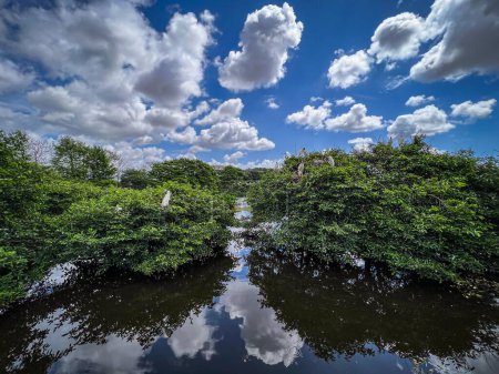 Téléchargez les photos : La végétation verte à la surface de l'eau sur fond de ciel bleu. Wakodahatchee Zones humides. - en image libre de droit