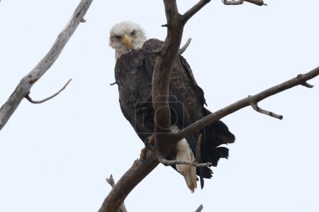 Photo for A closeup of a bald eagle, Haliaeetus leucocephalus perched on a branch looking at the camera. - Royalty Free Image