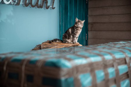 Photo for A beautiful shot of a mackerel tabby cat sitting outside, next to entrance door to room, guarding and looking at the camera - Royalty Free Image