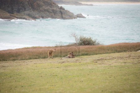 Téléchargez les photos : Une belle vue sur les kangourous jouant sur le terrain avec un lac en arrière-plan - en image libre de droit