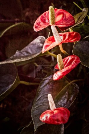 Photo for A vertical shot of the flamingo lilies at the houses of Roral Kew Botanic Gardens - Royalty Free Image