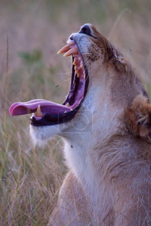 Photo for A vertical closeup of a lion roaring in a field - Royalty Free Image