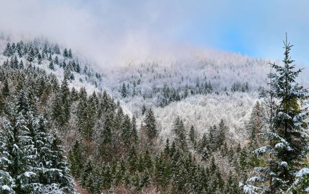 Foto de La hermosa vista del bosque con árboles cubiertos de nieve. - Imagen libre de derechos