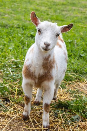 Photo for A vertical close-up view of a Nigerian Dwarf goat in the field - Royalty Free Image