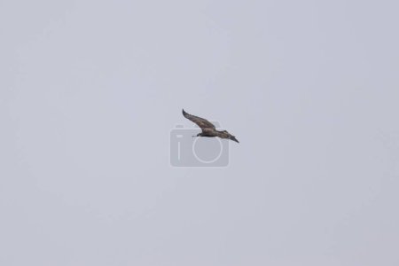 Téléchargez les photos : Un jeune pygargue à tête blanche volant dans le ciel. - en image libre de droit