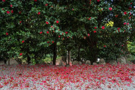 Foto de Un hermoso paisaje de árboles verdes con rosas rojas florecientes y pétalos caídos en el suelo - Imagen libre de derechos